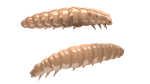 LIBRA LURES LARVA 30 mm CHEESE 15 Stück ,Farbe 035, Pellets
